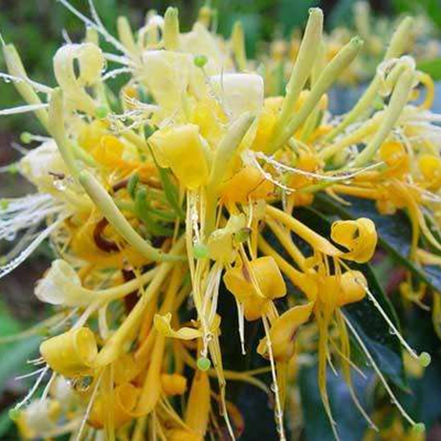 Fleur de chèvrefeuille