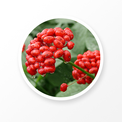 Extrait de ginseng, extrait de racine et de feuille de ginseng