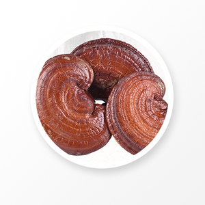 Ganoderma lucide