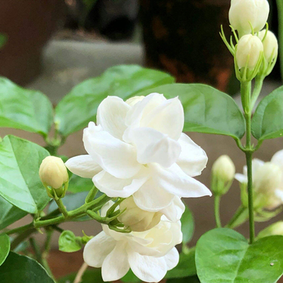 Fleur de jasmin