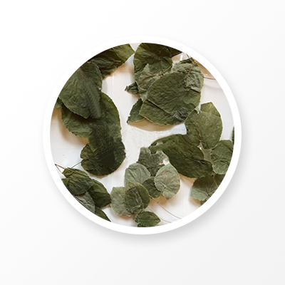 Feuille d'épimédium 